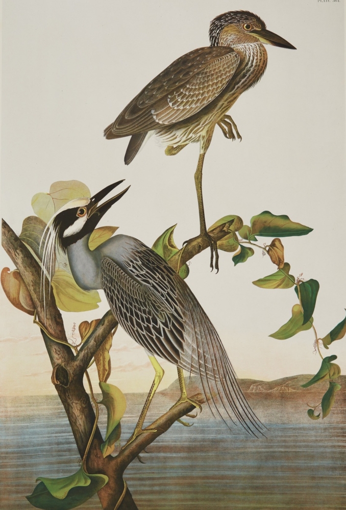 Yellow-crowned night heron