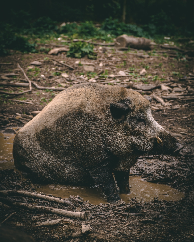 Wild Pigs Are Destroying the Country: How Do You Stop Them?