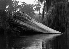 A photograph of a Louisiana cypress swamp